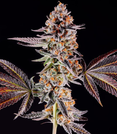 Семена сорта La Bomba fem (Compound Genetics)