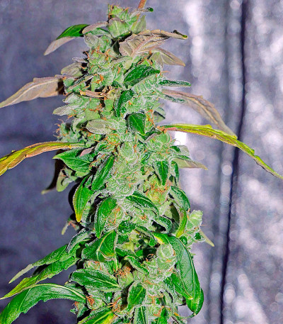 Семена сорта Massive Midget Auto fem (Heavyweight Seeds)