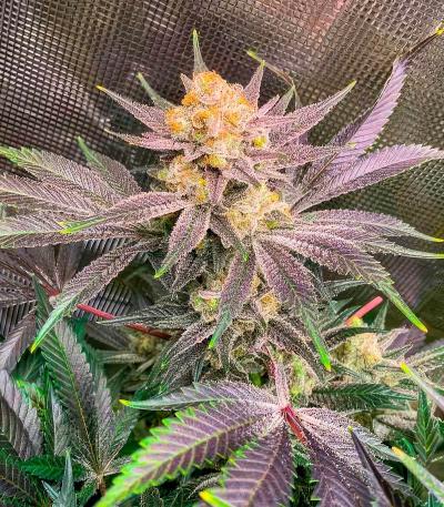 Семена сорт OG Kush Fast Version fem (Семяныч)