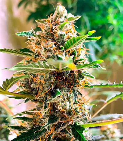 Семена конопли сорта Snow Star Auto