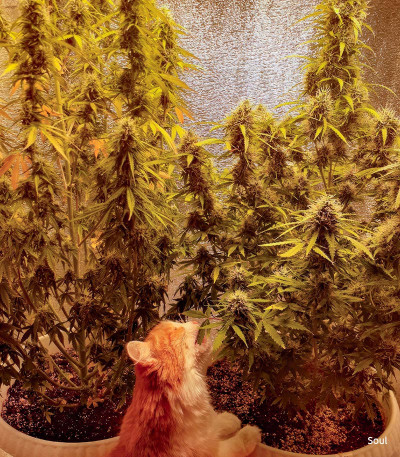 Семена сорта Dos-Vi-Dos Auto fem (Семяныч)