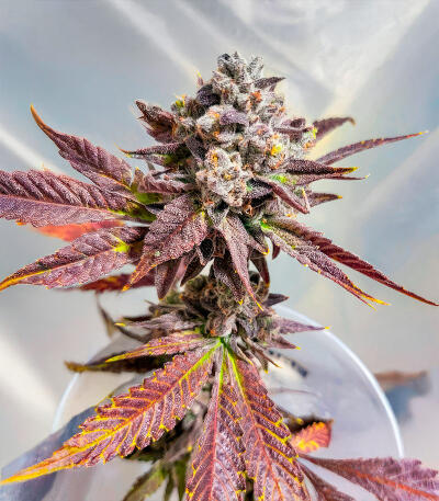 Семена сорта Sour MAC F1 fem (Seedkeepers)