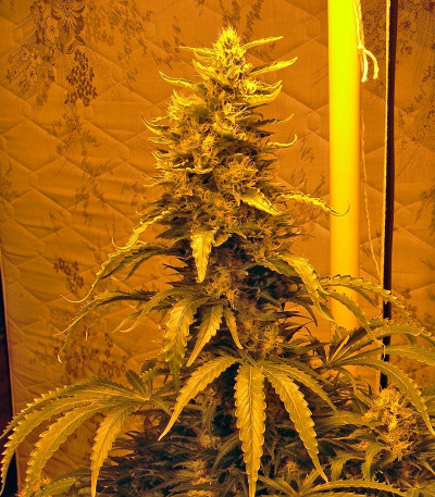 Семена сорта Double White fem (Sweet Seeds)