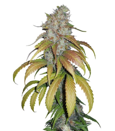 Семена сорта Psicodelicia fem (Sweet Seeds)