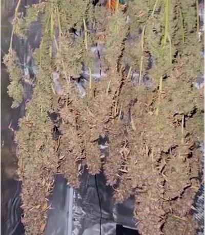 Семена сорта Watermelon Zkittlez Auto fem