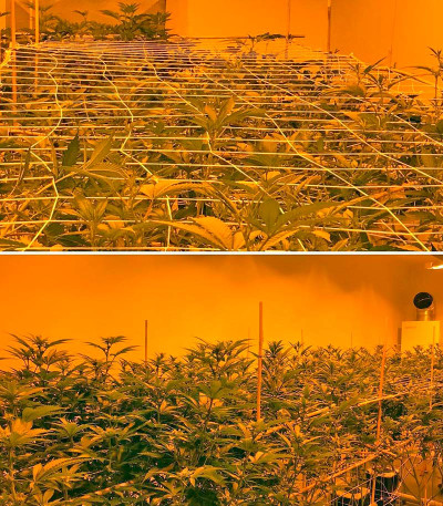 Семена сорта Papaya reg