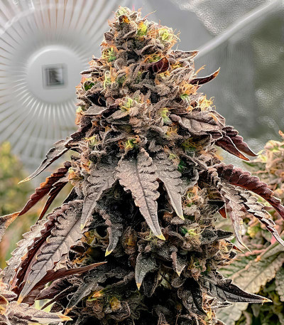 Семена сорта Polar Gelato fem (Silent Seeds)