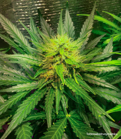 Семена сорта Six Shooter Auto fem (FastBuds)