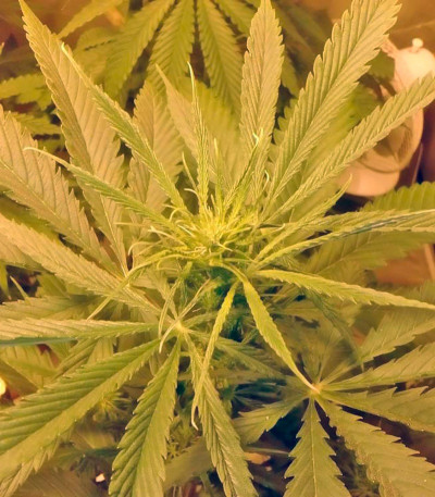 Семена сорта NL5 Haze Mist fem