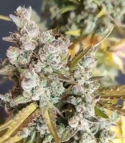 Семена сорта C4 auto fem