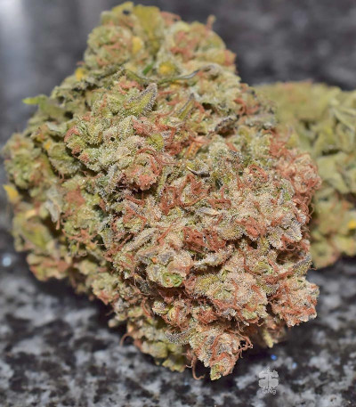 Семена сорта G14 auto fem (FastBuds)