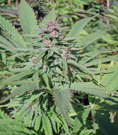 Семена сорта Serious 6 fem (Serious Seeds)