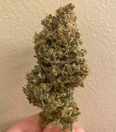 Семена сорта Original AK Auto fem (FastBuds)