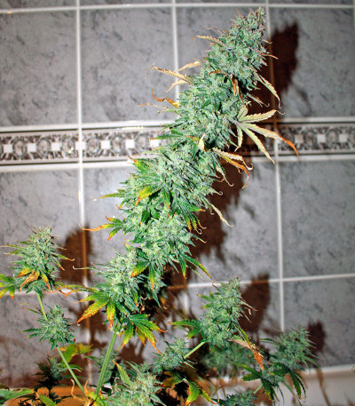 Семена сорта UK Cheese Auto fem (Humboldt Seeds)