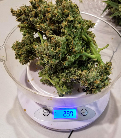 Семена сорта Zkittlez Auto fem (Семяныч)