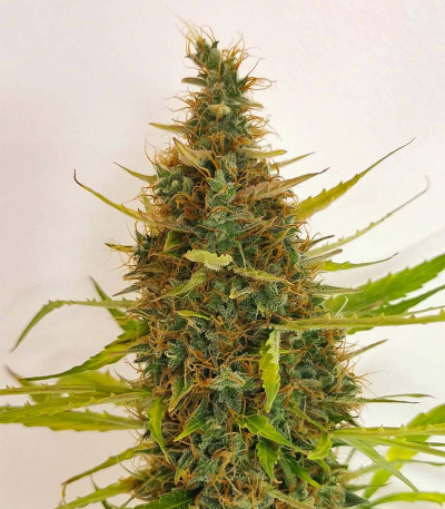 Семена сорта Fat Bastard Auto fem (Blimburn Seeds)