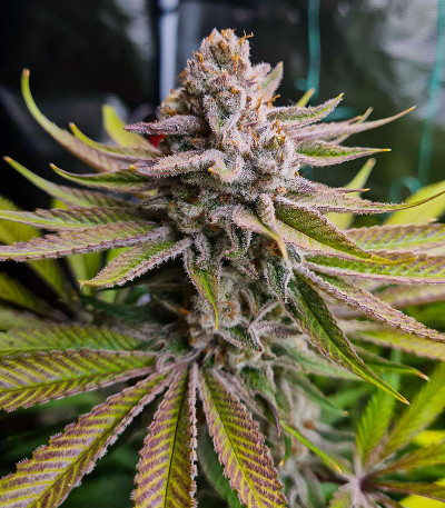 Семена сорта Kush Mintz fem (Barney's Farm)