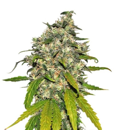 Семена сорта AK-48 Automatic fem (Nirvana Seeds)