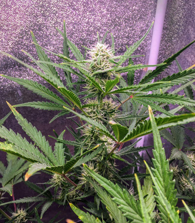 Семена сорта Auto Critical Orange Punch fem (Dutch Passion)