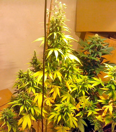 Семена сорта Auto Bubble Gum fem (00 Seeds)