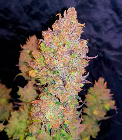 Семена сорта Crime Caramel 2 Auto fem (Семяныч)