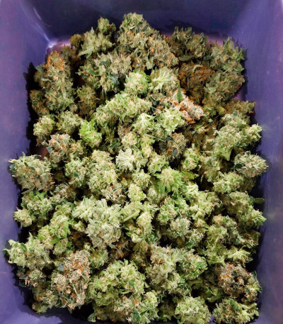 Семена сорта Original Cheese (IBL) fem