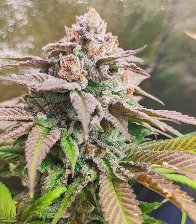 Семена сорта Watermelon Zkittlez Auto fem