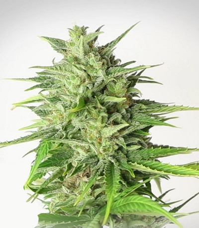 Семена сорта White Widow Automatic fem (Royal Queen Seeds)
