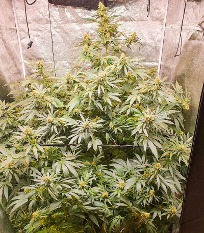 Семена сорта Afghan Kush fem (Семяныч)