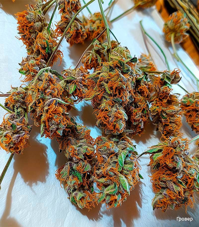 Семена сорта Dos-Vi-Dos fem (Семяныч)