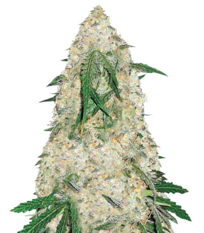 Семена сорта Bubblegum+ Pro fem (Victory Seeds)