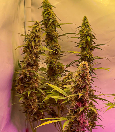 Семена сорта Zkittlez fem (Семяныч)