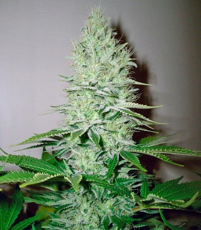 Семена сорта Ice Cream fem (Paradise Seeds)