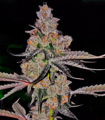 Семена сорта Mellowz fem