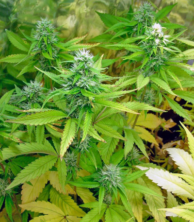 Семена сорта Nebula fem (Paradise Seeds)