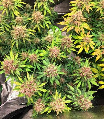 Семена сорта Purple Juice Auto fem (Herbies Seeds)