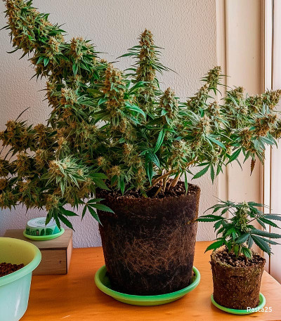 Семена сорта Bruce Banner Auto fem (Cali Buds Seeds)