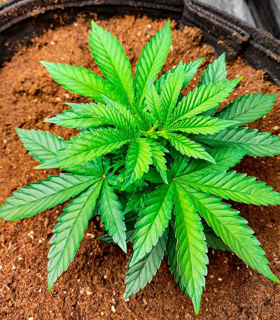 Семена конопли сорта Skunk Amsterdam