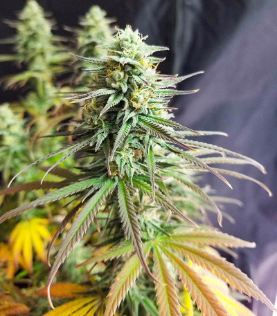 Семена сорта Sugar Black Rose Early Version fem (Delicious Seeds)