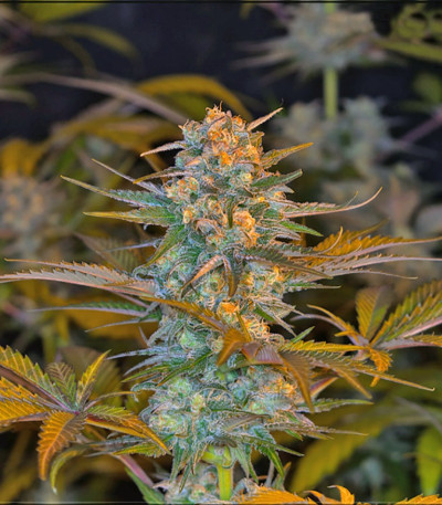 Семена сорта Jack 47 F1 Fast Version fem (Sweet Seeds)