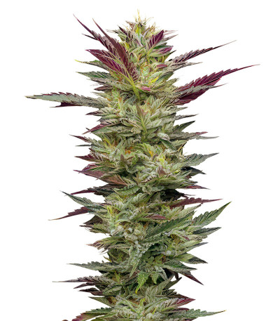 Семена сорта Notorious THC fem (Humboldt Seed Company)