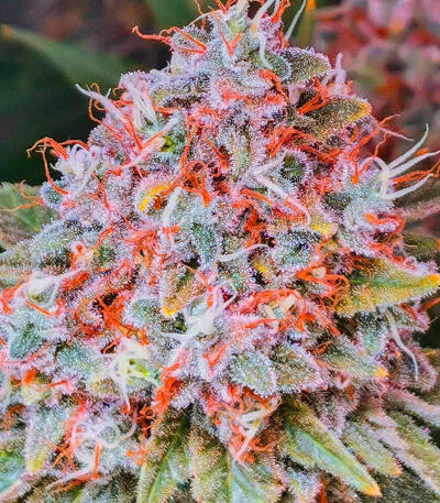 Семена сорта Zkittlez × Gorilla Glue fem (7CH Seeds & Cali Buds Seeds)