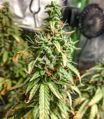 Семена сорта Sweet Tooth Auto fem (Barney's Farm)