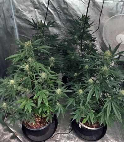 Семена сорта Big Devil #2 Auto fem (Sweet Seeds)