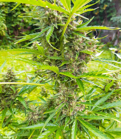 Семена сорта LSD Auto fem (Barney's Farm)