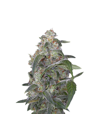 Семена сорта Haze 2.0 Autoflowering fem