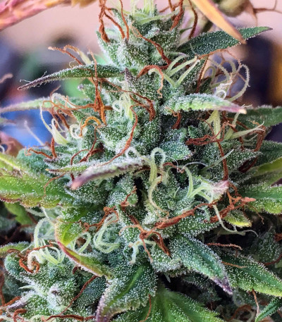 Семена сорта Girl Scout Cookies Auto fem (Original Sensible Seeds)