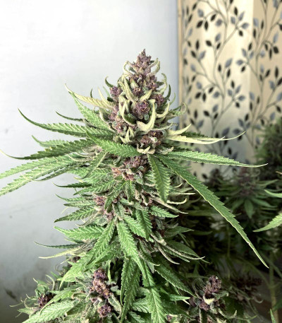 Семена сорта Girl Scout Cookies Auto fem (Nirvana Seeds)