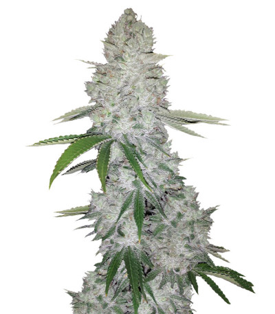 Семена сорта Gorilla Auto fem (Glue auto)