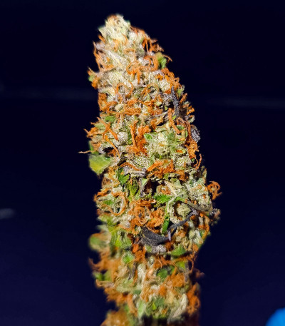 Семена сорта Jealousy fem (Original Sensible Seeds)